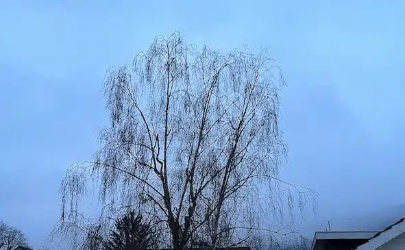 Birke vor blauem Morgenhimmel