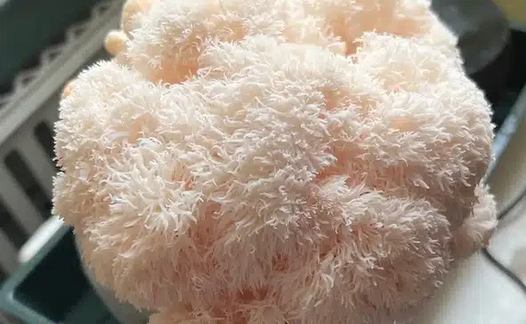 Hericium oder Igelstachelbart