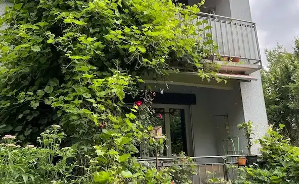 Zwei Balkone eines Reihenhauses mit grünen Kletterpflanzen