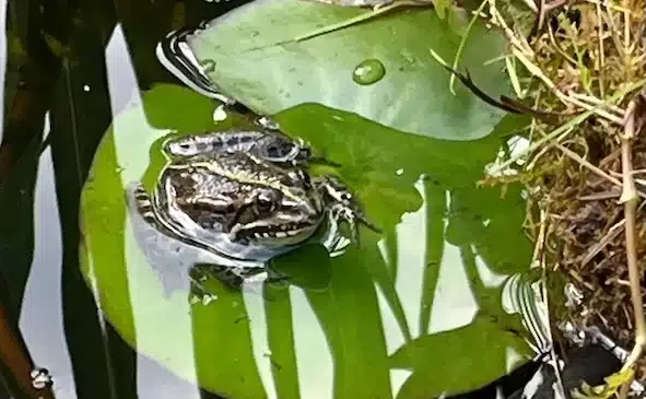Frosch in einem Teich auf einem Blatt