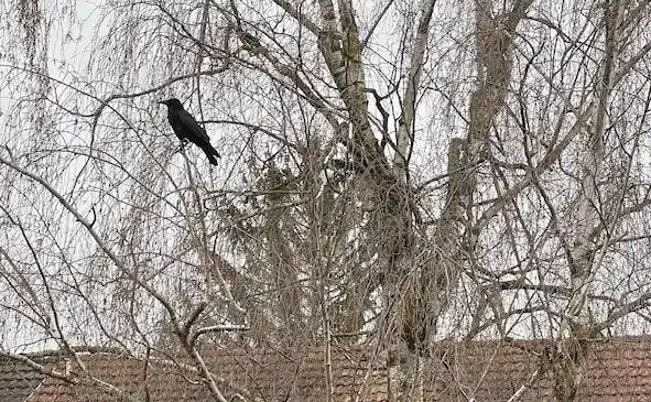 Rabe auf einer Birke